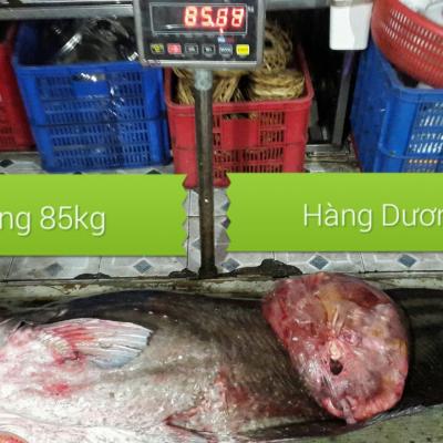 Cá leo khủng